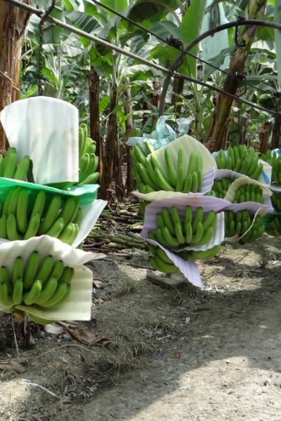 Ecuador exporta siete millones de cajas semanales de banano, según cifras del gremio productor de la fruta. 