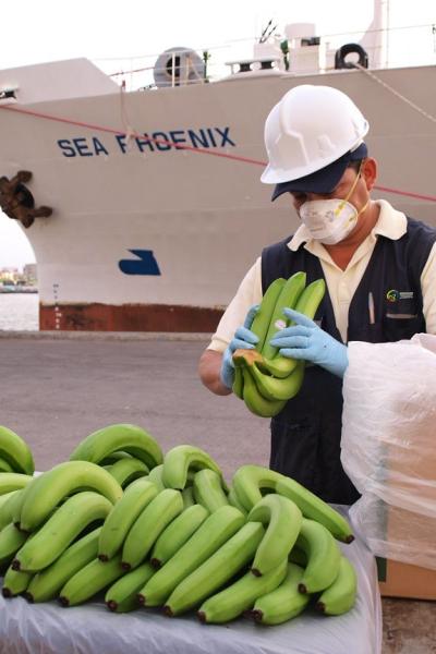 El Plan de Contingencia de Agrocalidad contra el hongo Foc R4T incluye el control de la fruta en puertos. 