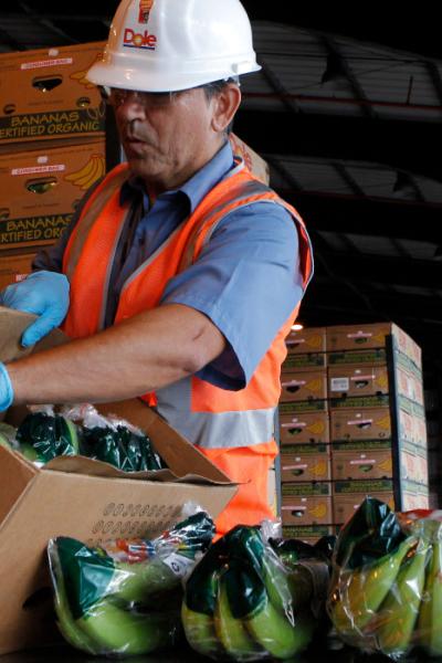 El banano ecuatoriano se empaca en cajas de cartón para exportación. Este es el producto estrella del acuerdo comercial con la UE.