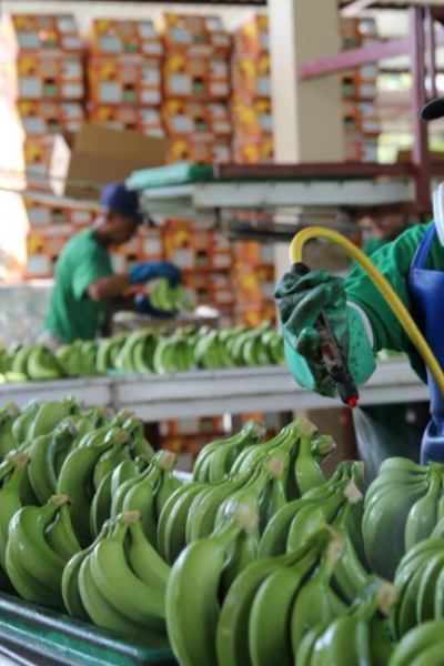 En 2019, Ecuador recibió USD 3.174 por las exportaciones de banano.
