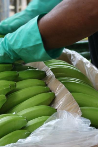 Una persona prepara una caja de banano para exportación en junio de 2020. 