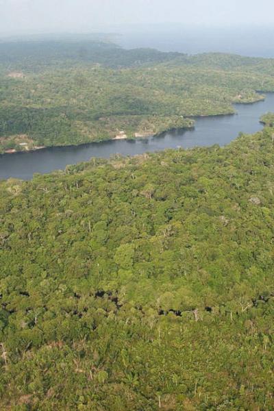 Fotografía del archivo del 5 de agosto de 2014, que muestra una vista general de una área selvática cercana a Manaos, en la Amazonía (Brasil). 