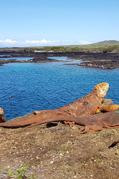 Iguanas terrestres, en la isla Santiago, Galápagos.