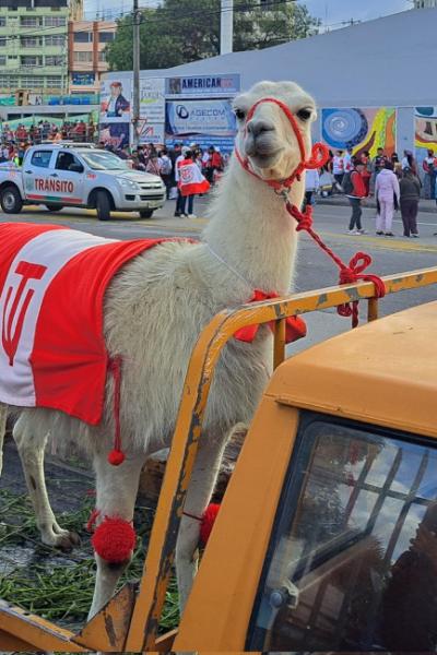 La llama Nicanor, mascota de Técnico Universitario, llega al estadio Bellavista, para el duelo ante Macará, el 17 de octubre de 2022. 