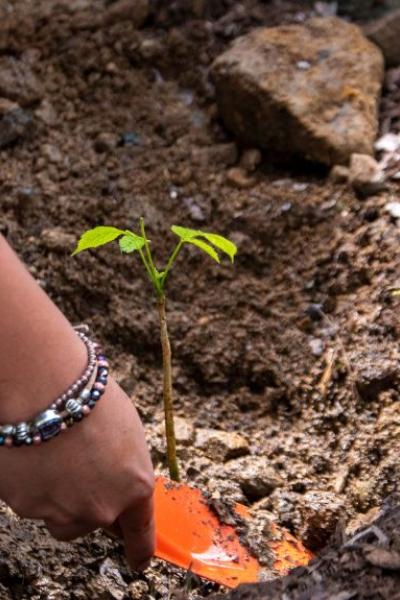 ciudad del futuro_plantación