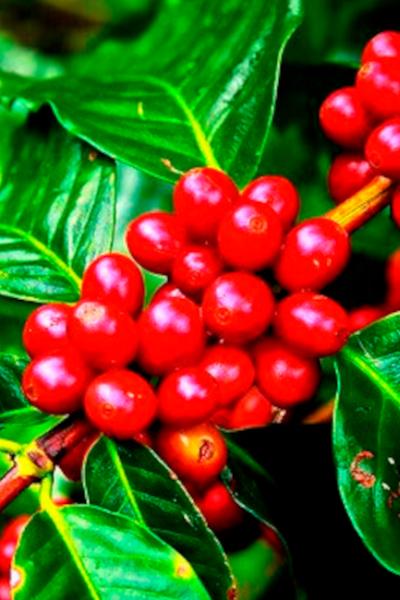 Se trata de un café ubicado en la provincia de Loja, al sur de Ecuador. Foto del 28 de junio de 2019.