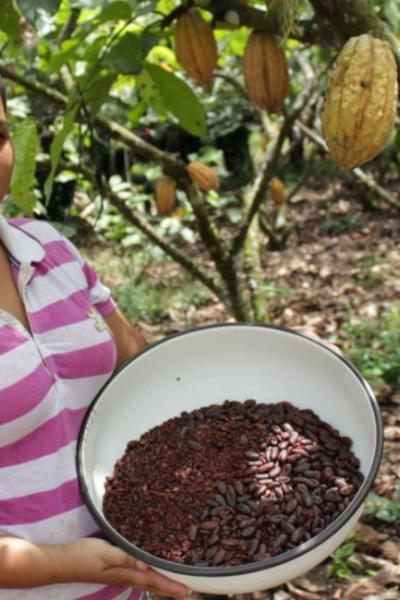 Foto referencial de producción de cacao, el 10 de noviembre de 2020.