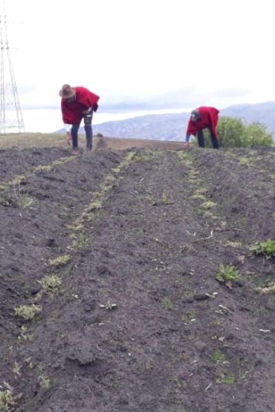 Carchi, Cotopaxi, Chimborazo, Imbabura y Pichincha son las provincias productoras de quinua. Foto del 5 de octubre de 2020.