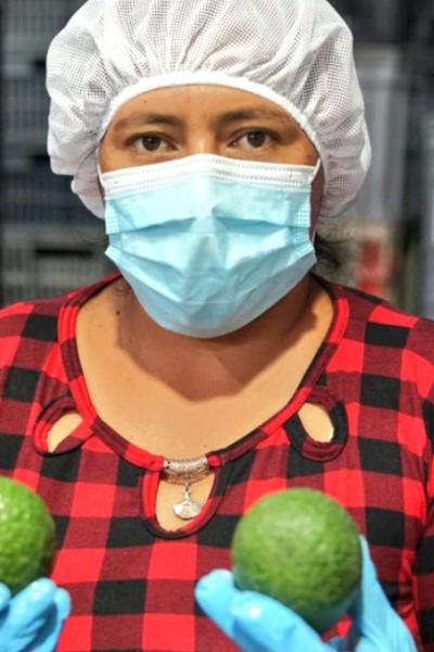 Aguacate Hass, producidos por agricultores de las zonas de Íntag, Cuellaje, Cotacachi y Atuntaqui, de la provincia de Imbabura, se exportan Holanda. Foto del 7 de marzo de 2022.