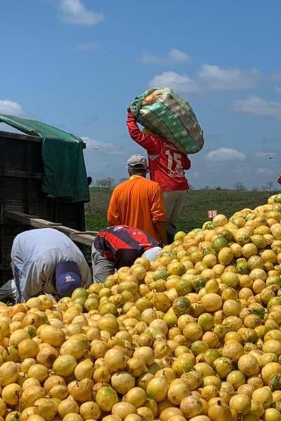 Productores de maracuyá en Quinindé. Foto del 9 de marzo de 2021.