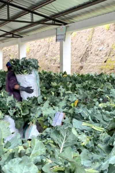 Producción de brócoli en la Asociación Gatazo-Zambrano ubicada en Chimborazo. Foto del 15 de abril de 2020.