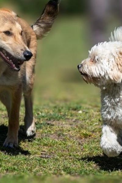 alimentación perros