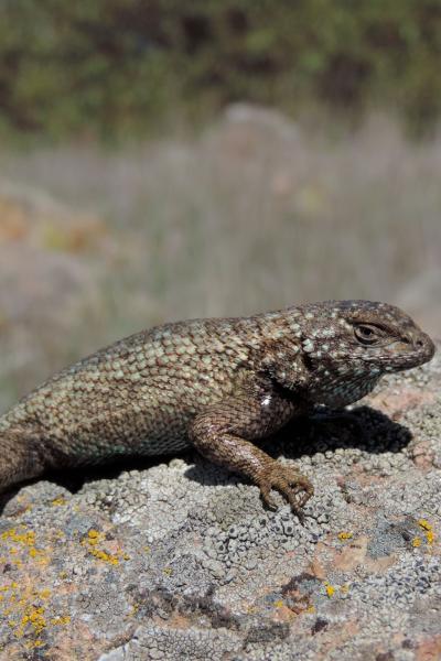 Despieces iguana