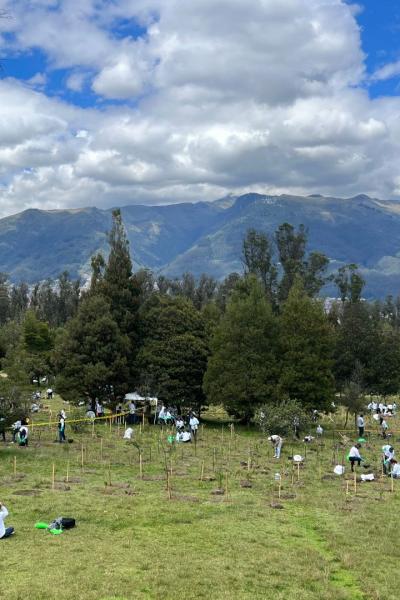 Plan de reforestación de Pluspetrol