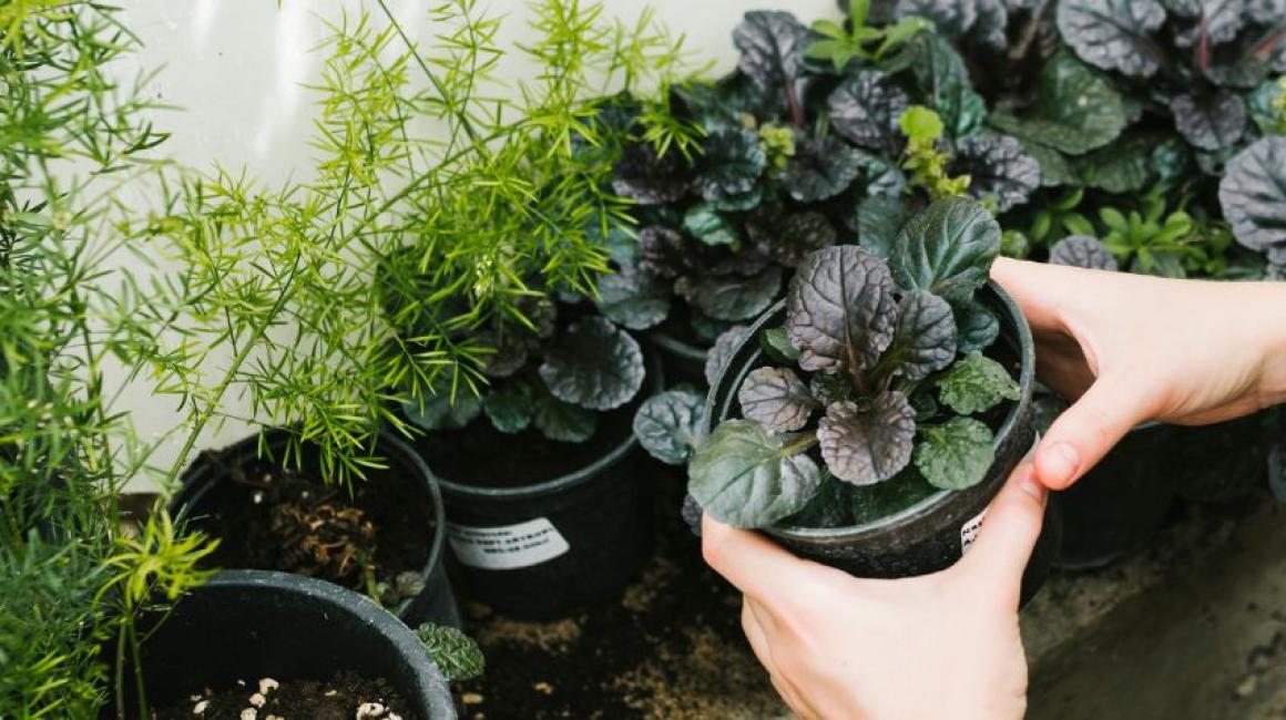 Mujer sosteniendo una planta