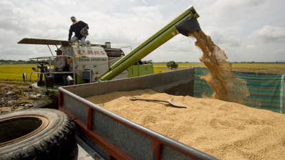 Imagen de archivo de productores de arroz e la provincia de Guayas.