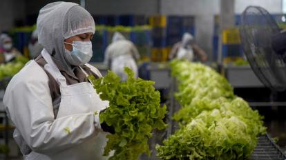 Cadena de producción de la empresa "La Huerta", dedicada a la siembra y venta de legumbres, 1 de abril de 2020.