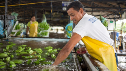 Imagen referencial de trabajadores en una hacienda de banano, el principal producto de exportación a Reino Unido, el 13 de agosto de 2020.