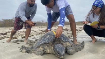 Guardaparques y voluntarios del Parque Nacional Galápagos midiendo a una tortuga marina, en la isla Isabela.