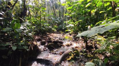 Microcuenca del río Pachijal, en el Chocó Andino, junio de 2023.