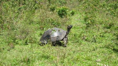 Tortuga gigante del Archipiélago de Galápagos.