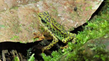 Atelopus balios en peligro crítico.