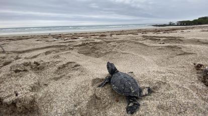 Tortuga marina trasladándose de su nido al mar, en la Isla Isabela.