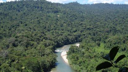 Imagen aérea del Podocarpus.