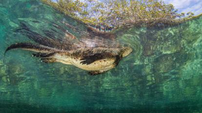 La fotografía de Dan Shipp se titula 'Diving for dinner'. 