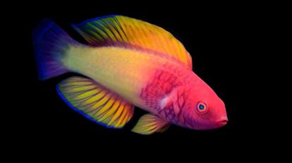 Cirrhilabrus finifenmaa, nueva especie marina de las Maldivas. 