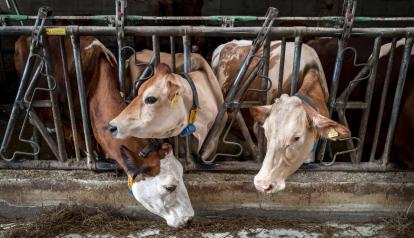 Imagen referencial de varias vacas comiendo en una granja del este de Suiza, el 23 de junio de 2026.