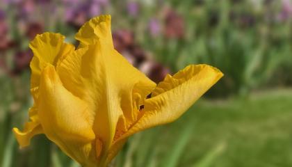 Regalar flores amarillas es una práctica que se va popularizando en varios países, entre ellos Ecuador. 