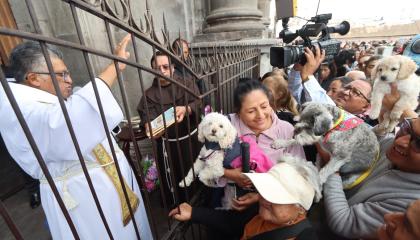 Mascotas reciben la bendición en la Iglesia San Francisco de Quito, el 4 de octubre de 2024.