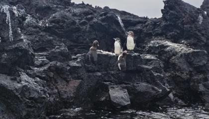 La reproducción de los pequeños pingüinos de Galápagos se reduce, según censo