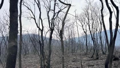 Los incendios forestales de Loja "deben importarle a todo Ecuador" y estas son las razones