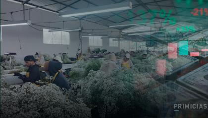 Composición que muestra a los trabajadores de una florícola de la provincia de Imbabura durante su producción diaria, en octubre de 2026.
