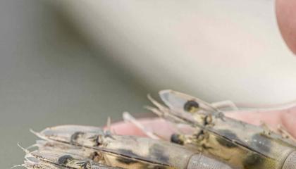 Foto referencia cosecha de camarones, tomada de Sustainable Shrimp Partnership en Facebook.