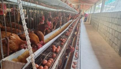 Granja avícola de Tungurahua. El precio de los huevos bajó en octubre de 2026.