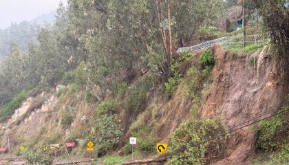 Árboles caídos producto de las fuertes lluvias en Quito, el 26 de octubre de 2026.