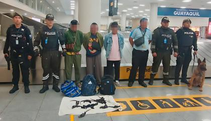 Extranjeros detenidos en Guayaquil por intentar sacar iguanas marinas de Galápagos, el 19 de mayo de 2026.