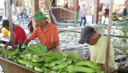 La Asociación de Comercialización y Exportación de Banano informó que entre enero y septiembre hubo un incremento en el envío de la fruta al exterior.
