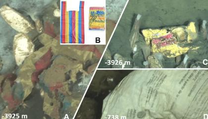 La funda de colores observada en la fosa oceánica es una bolsa comercial típica utilizada en Ecuador y Perú (A y B). Algunos residuos plásticos presentaban inscripciones que permiten conocer su origen (C y D).