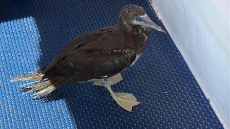 Piquero pardo encontrado en el muelle de Santa Cruz, Galápagos, el 27 de agosto de 2026.