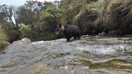 Tapir con un collar satelital en el parque Llanganates.