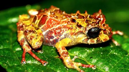 Nueva especie de rana descubierta en Ecuador.