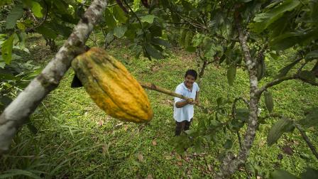 Imagen referencial de un trabajador bajando una mazorca de cacao, en una finca de Ecuador, en 2020.