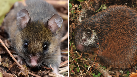 Dos especies nuevas incluidas en la Lista Oficial de Mamíferos del Ecuador, agosto 2026.