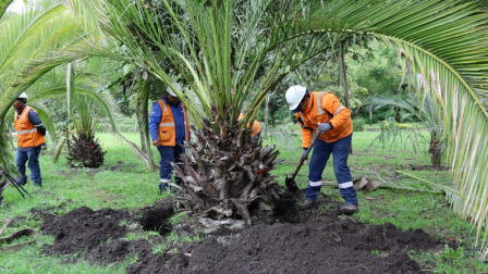 Trabajadores retiran un árbol del parque Bicentenario que será trasplantado en otro punto del mismo espacio.