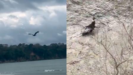 Cóndor andino avistado en una playa de Muisne, en Esmeraldas.