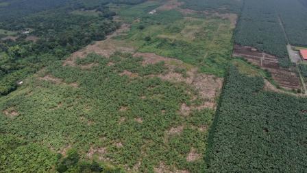 Una imagen aérea de una finca arrasada por el moko, causada por la bacteria Ralstonia solanacearum raza 2, en Valencia (Los Ríos), frente a la afectación menor en una finca vecina que también registra zonas en cuarentena.